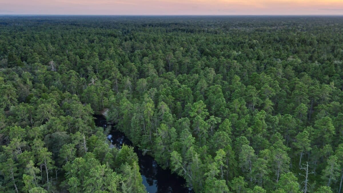 Aerial Photograph of the New Jersey Pine Barrens and Mullica River