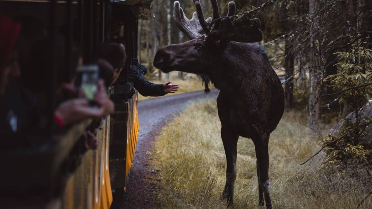 Misterhult, Sweden - June 30th 2021: Tourists touching, petting and feeding mooses in a moose safari