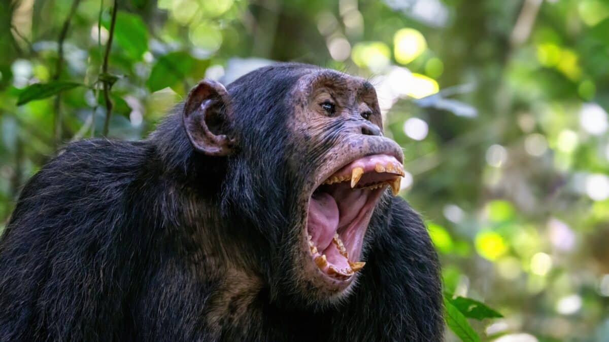 An adult chimpanzee, pan troglodytes, bares his teeth whilst communicating with the rest of the community. Kibale National Park, Uganda.