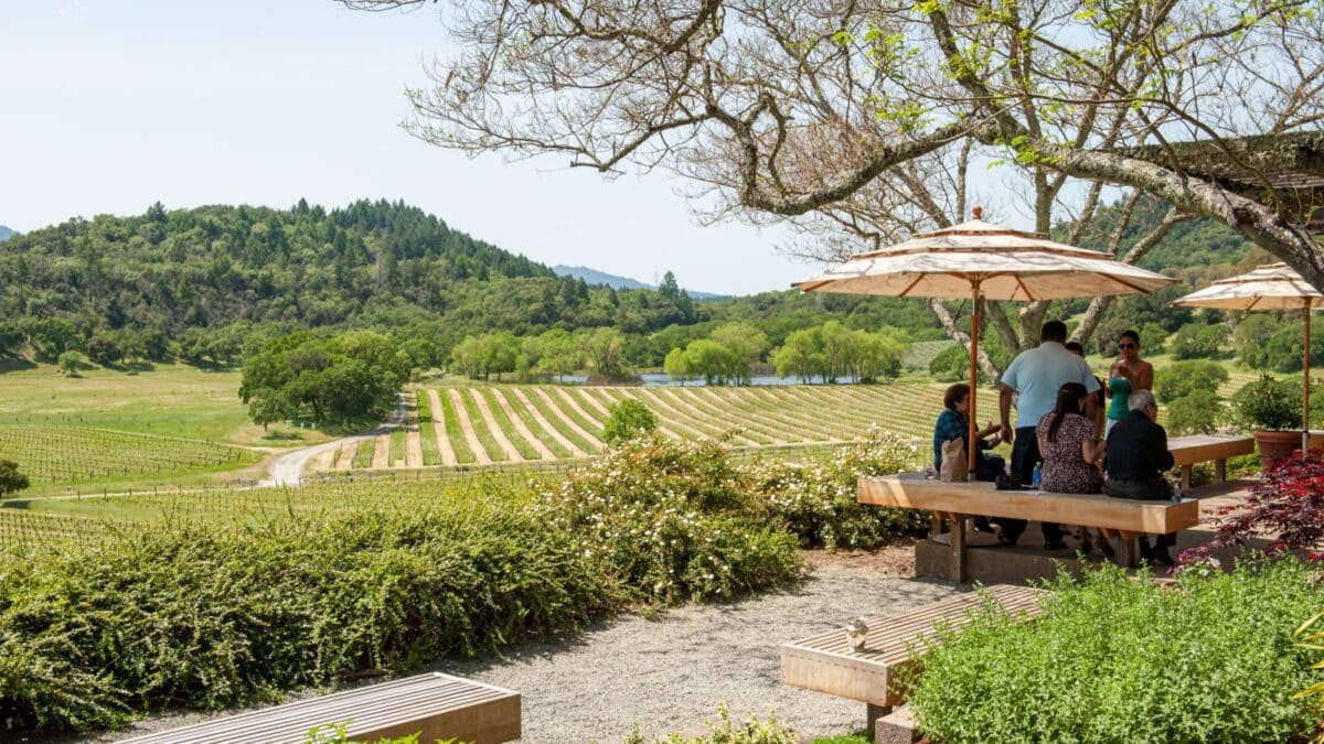 NAPA VALLEY, CA - APRIL 29, 2012: Vineyard in Napa Valley during spring in California. Napa Valley is a premiere wine growing region.