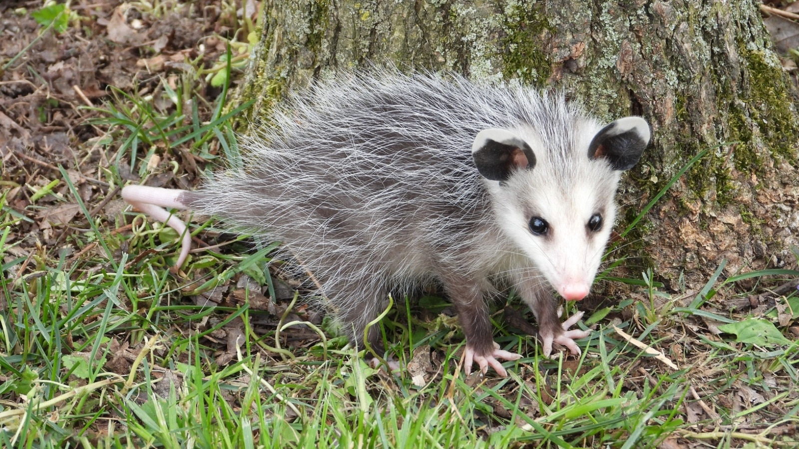 baby Opossum in my yard