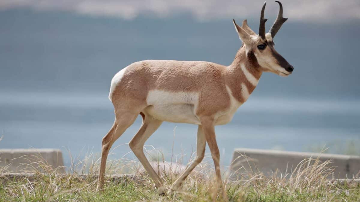 The Pronghorn Antelope, a pinnacle of speed, embodies grace in its full magnificence, painting the landscape with its effortless and swift movements.