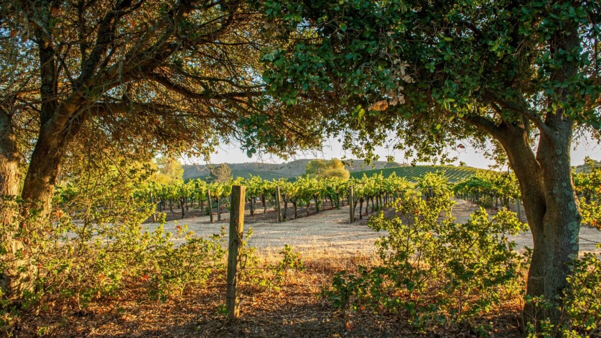 Vineyard in Napa Valley during sunset in California. Napa Valley is a premiere wine growing region.