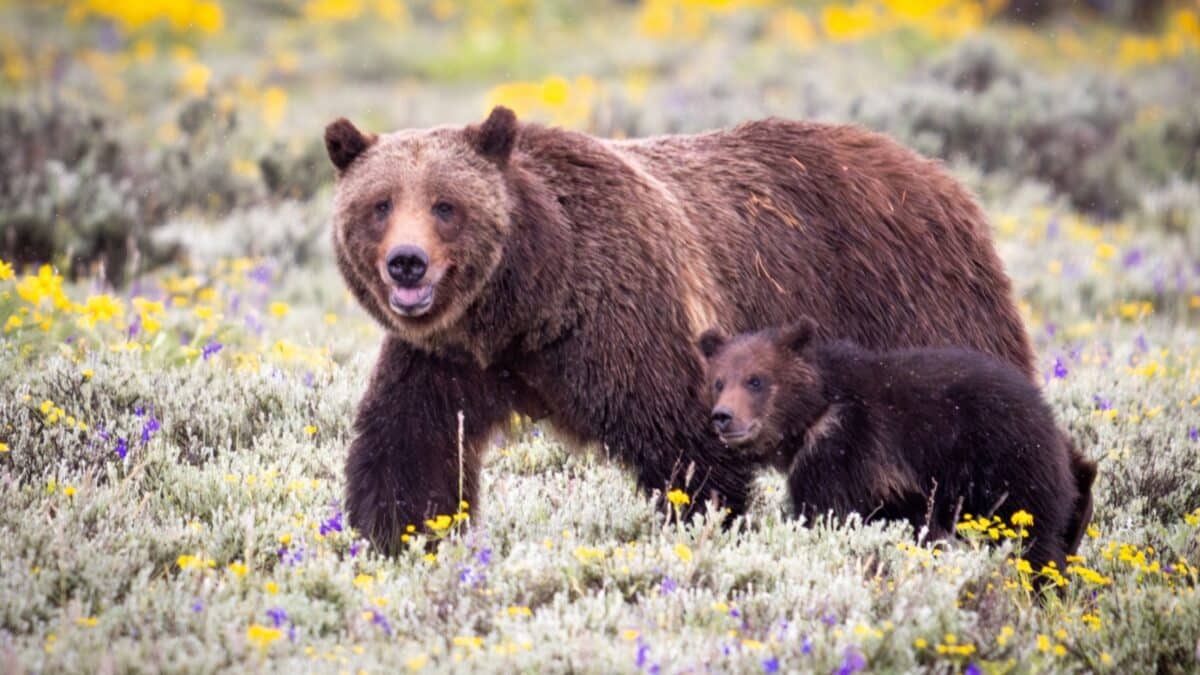 Queen of the Teton's. Grizzly Bear 399 and her 2023 cub. The family makes an appearance in Pilgrim Creek with many photographers positioned and ready to capture the Queen of the Teton's.