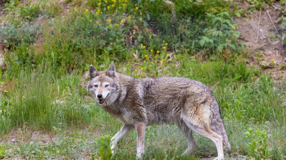 Male coyote (Canis latrans) in summer