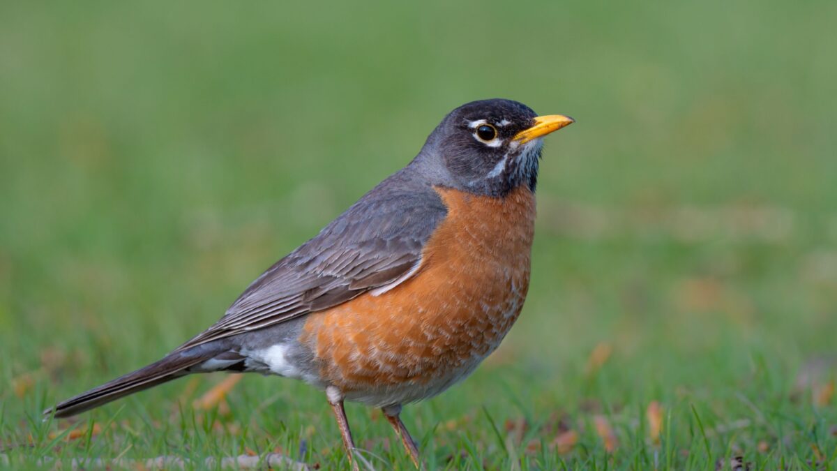 A high-resolution closeup shot of an American Robin (Turdus migratorius)