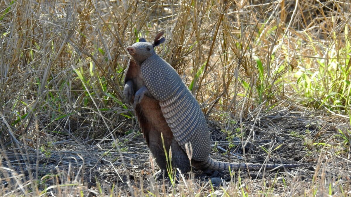 Nine-banded Armadillo (Dasypus novemcinctus) standing up.