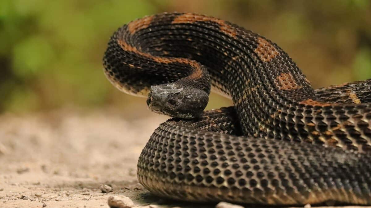 Gorgeous Timber Rattlesnake BLack Phase