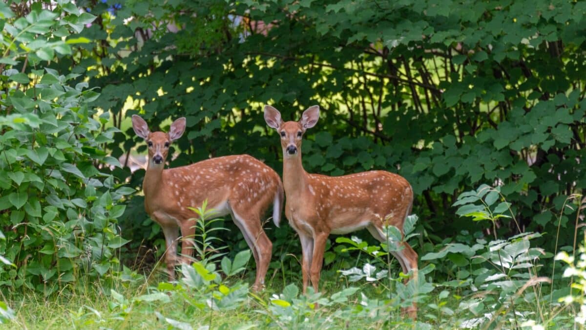 White-tailed Deer