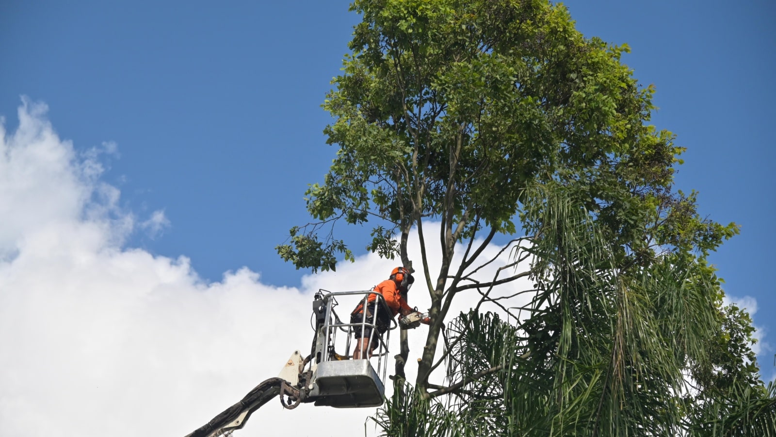 BRISBANE - FEB 27 2023:Arborists cutting branch of a tree with chainsaw using truck-mounted lift.Arborists is tree care professional who trained and certified to provide specialized care for trees