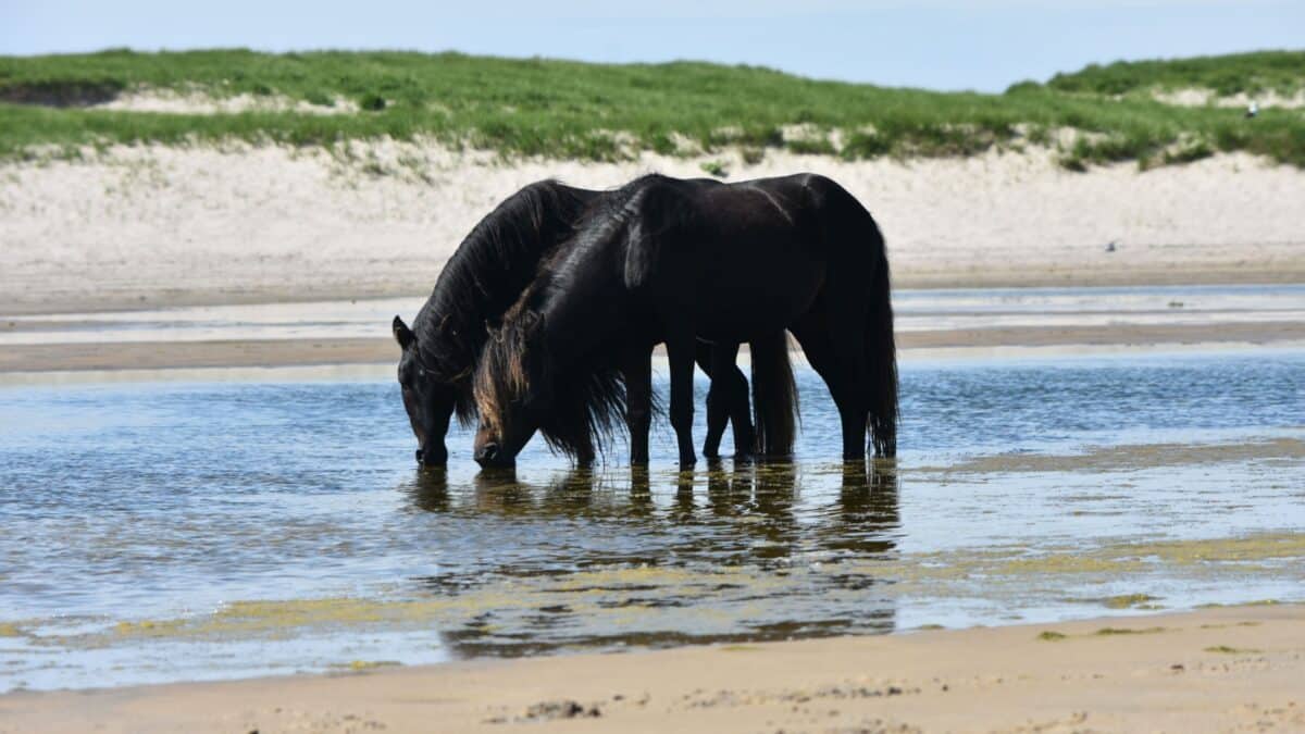 Halifax, Nova Scotia / Canada - August 2017: Wild horses, also known as Sable Island ponies, seen on the sands at the Sable Island National Park Reserve, Canada’s 43rd national park