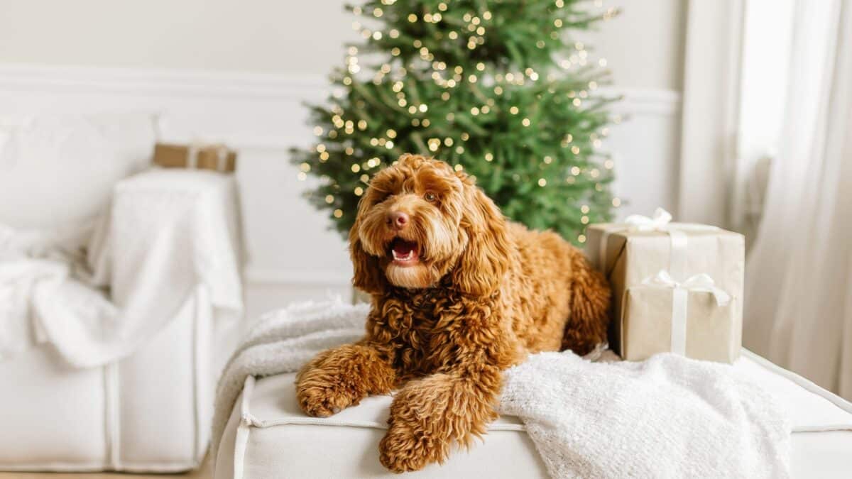 A young brown labradoodle dog is proudly sitting in front a decorated christmas tree. Cute puppy play at home, new year decorated interior.